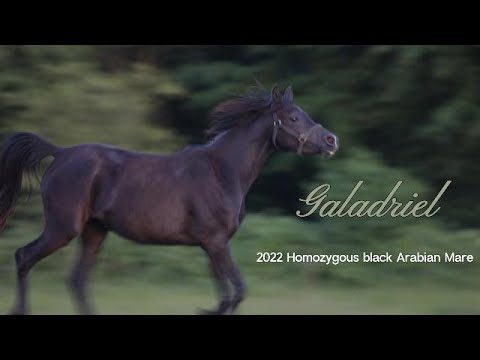 youtube preview