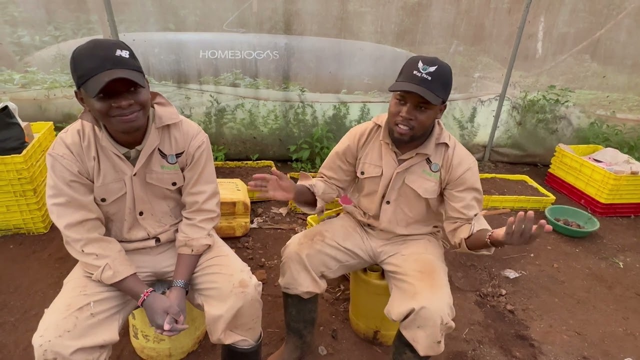 Overview of Wingfarm demofarm