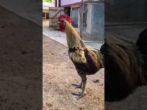 THIS ROOSTER BLEW UP YOUTUBE