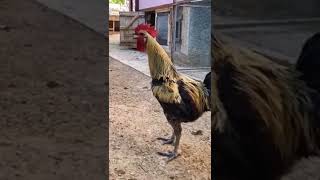 The rooster crows until he faints #prank