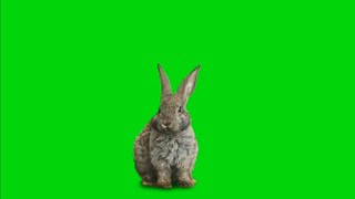 Rabbit Green Screen Effect HD video Footage  chrom