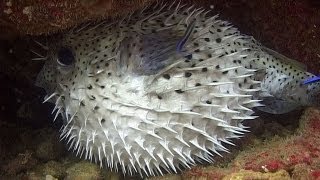 Pufferfishes, Boxfishes & Porcupinefishes - Reef Life of the Andaman - Part 11