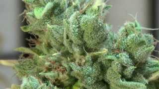 Pre Harvest #3 Skywalker OG