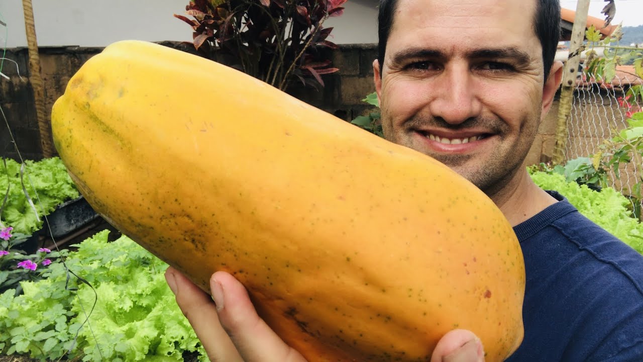 COMO PLANTAR MAMÃO POR SEMENTES