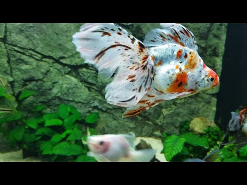 Watch Video on YouTube