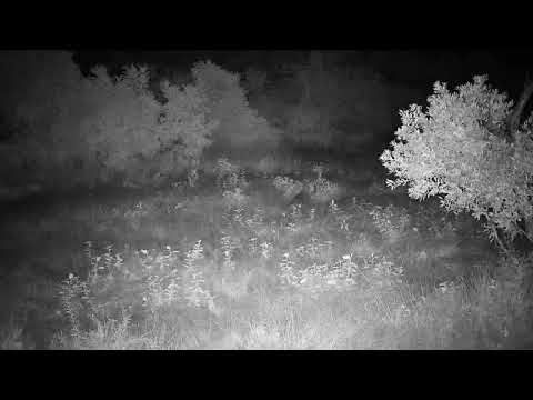 Djuma: Lone Hyena walking up road looking around for Lions - 02:29 - 01/25/21