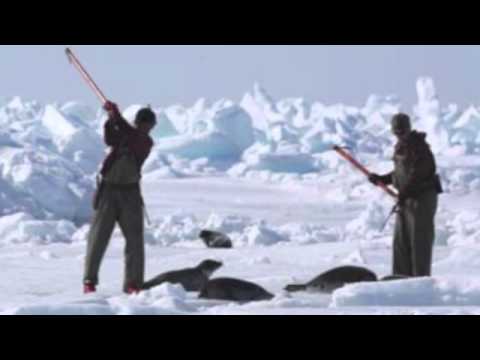 Seal Hunt  A true story