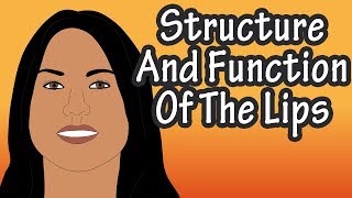 Structure Of The Lips - Functions Of The Lips - Skin Of The Lips - Why Are The Lips Red