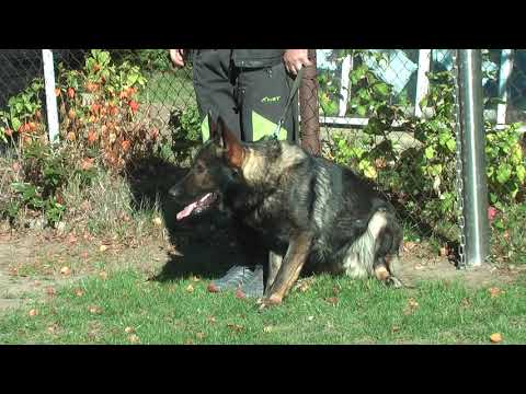 Rocket ze Stříbrného kamene