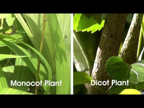 image-What defines a dicot?