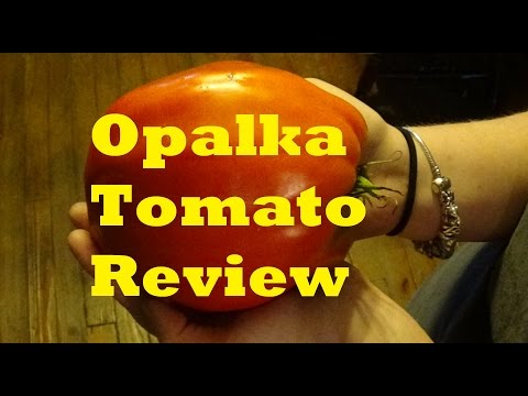 download lagu mp3 mp4 Opalka Tomato History, download lagu Opalka Tomato History gratis, unduh video klip Opalka Tomato History