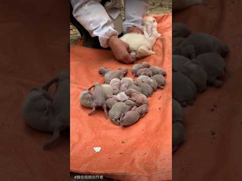 Cute baby rabbit 😘 #rabbit #bunny #shorts #short