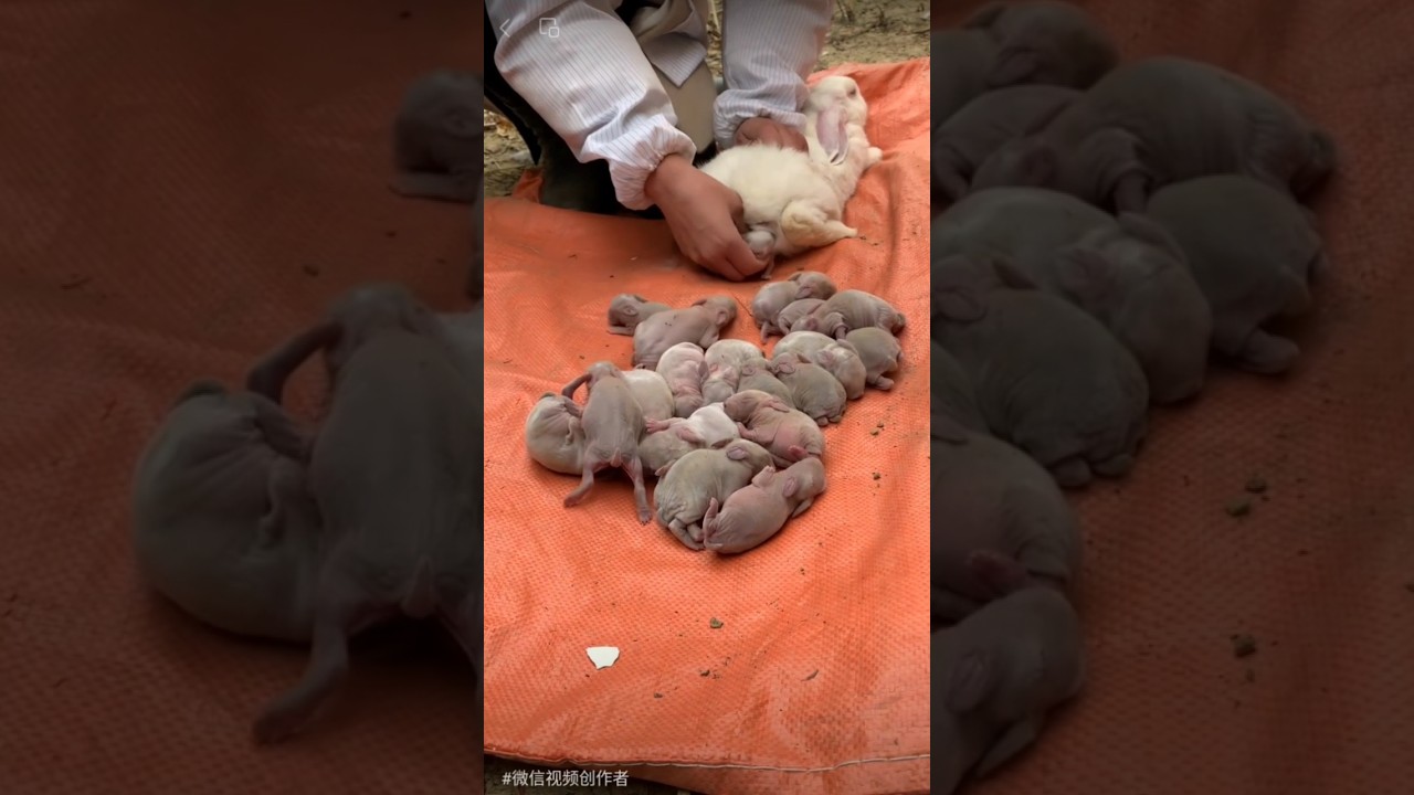 Cute baby rabbit 😘 #rabbit #bunny #shorts #short