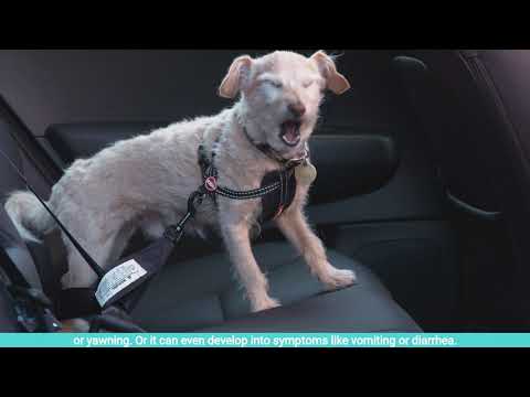Tips for helping dogs overcome anxiety with car travel or motion sickness
