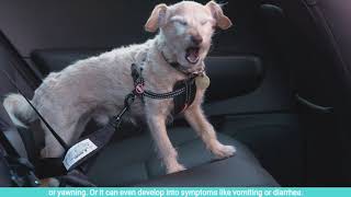 Tips for helping dogs overcome anxiety with car travel or motion sickness