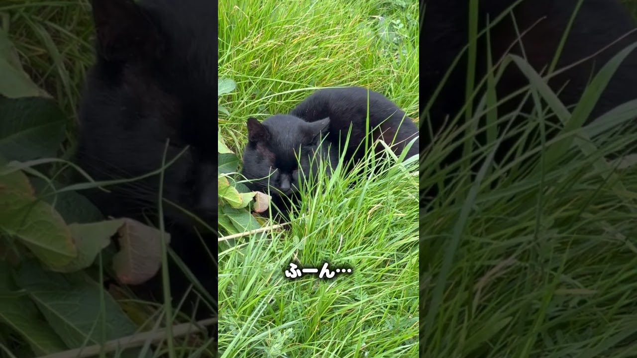 #shorts #黒猫 #野良猫 #保護猫 #地域猫 #blackcat