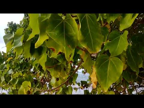 Milo Bhendi Tree | Gansuriya Plant | Tulip Tree (Thespesia populnea)