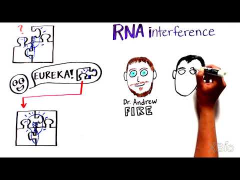 What is RNA interference (RNAi)?