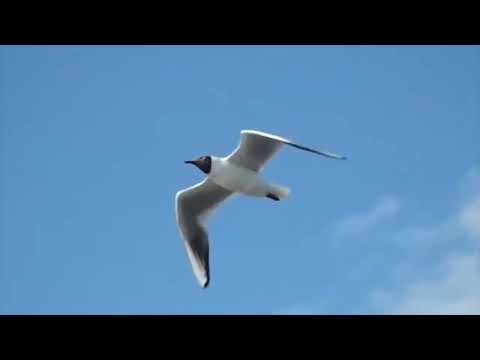 UnderSky - Холодные камни (полная версия) official video Поднебесный