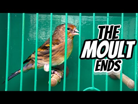 Finally..The MOULT Ends