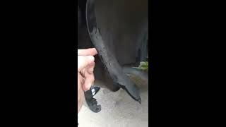 Lincoln LS rear bumper removal