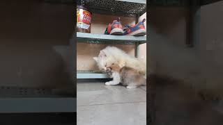 Download lagu Pengen Dijilatin Ibunya #kucinglucu mp3 Download lagu Pengen Dijilatin Ibunya #kucinglucu mp3