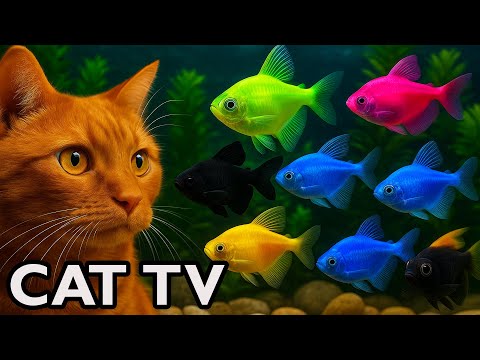 🔴 24/7 LIVE Cat TV Fish Tank | Fish for Cats to Watch 🐱 Aquarium 4K