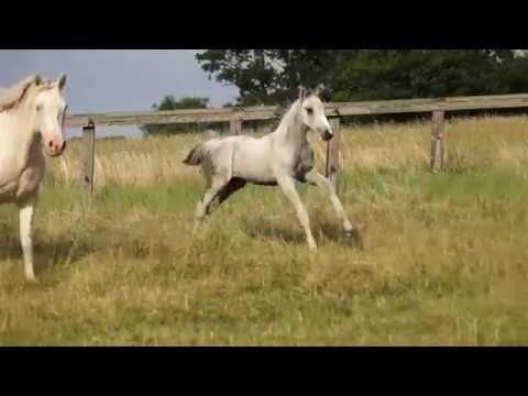 TawnyDun Hugo (2016)