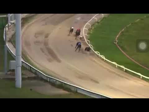 FINAL 2022 ENGLISH GREYHOUND DERBY WIN ROMIO MEGICO