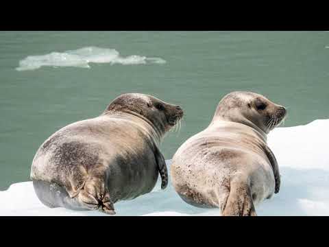 Lesson 10 - Sea Mammals of Greenland