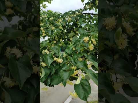 Начало главного медосбора. Липа зацвела!