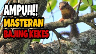 Download lagu 🔴 AMPUH MASTERAN BAJING KEKES mp3
