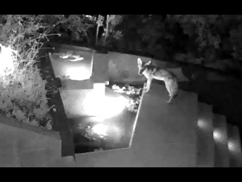 Thirsty Coyote in Beachwood Canyon