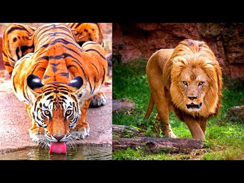 8 Most Beautiful Big Cats on Planet Earth