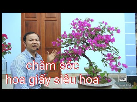 Cách chăm sóc cây hoa giấy 