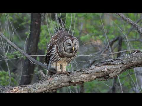 Barred Owl Eating Crayfish In A Tree