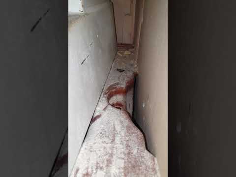 Huge Rat. LOOK at the tail!! LONDON