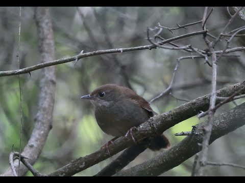 Knysna Warbler, Garden Route National Park, South Africa. Birding, birdwatching South Africa