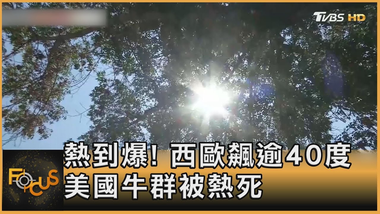 熱到爆!西歐飆逾40度 美國牛群被熱死