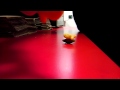 Goldfish Death
