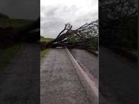 Temporal derruba árvore de grande porte em rodovia entre Nova Fátima e Cornélio Procópio