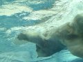 Detroit Zoo Polar Bear Exhibit 6 07 09