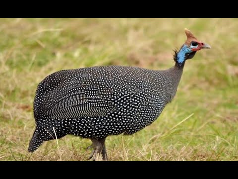 30 ANIMALS WITH SPOTS