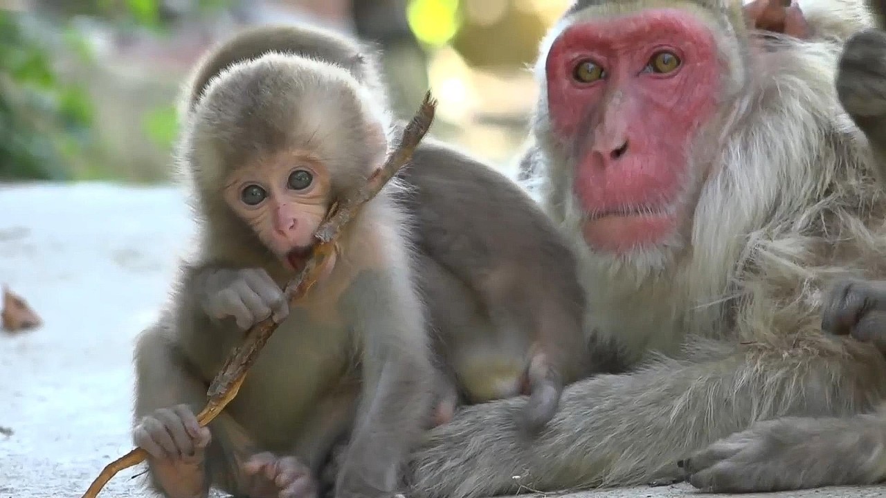 【地獄谷野猿公苑】☆ トックリ00　全記録集　2015年 1 ☆　～ニホンザル～ / snowmonkey