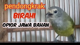 Download lagu Suara Opior Jawa gacor Pendongkrak Birahi @ponirankwokchannel mp3