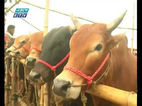 দেশজুড়ে কোরবানীর পশু জমজমাট বেচাকেনা