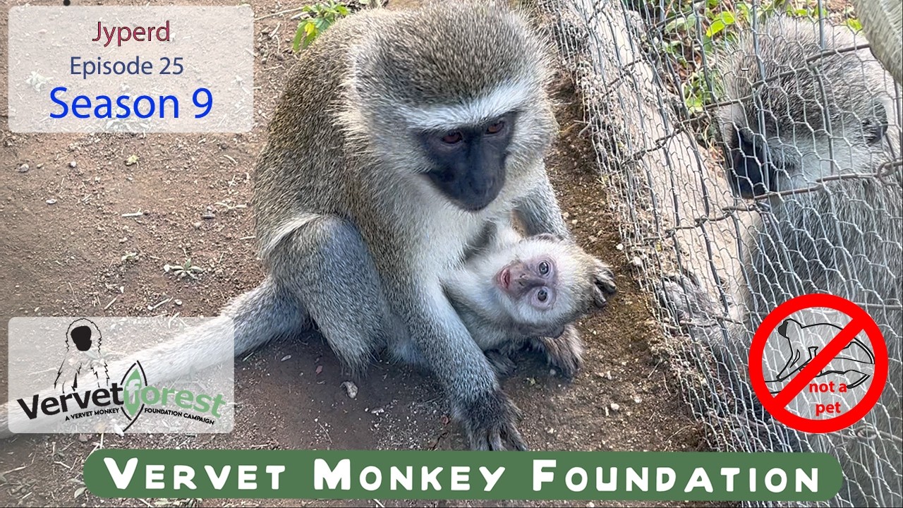 Smallest Monkey EVER! Baby Jyperd Meets His Adoptive Mom ❤️