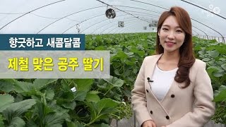 흥미진진공주 행복이야기(제철 맞은 공주 딸기) 이미지