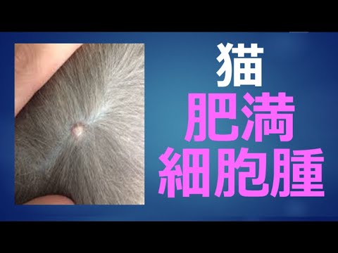 猫の肥満細胞腫瘍 - 症状、治療、予後