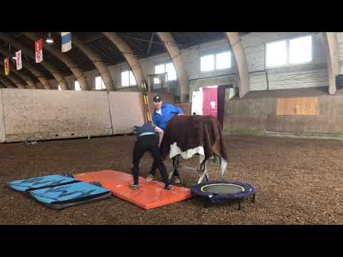 Sturztraining im Nationalen Pferdezentrum Bern